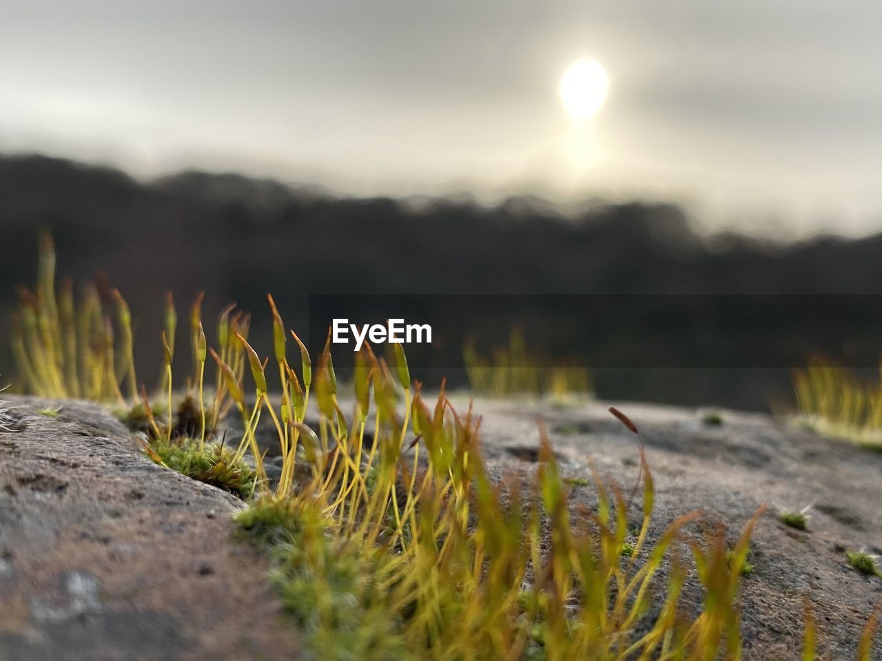 CLOSE-UP OF GRASS ON FIELD