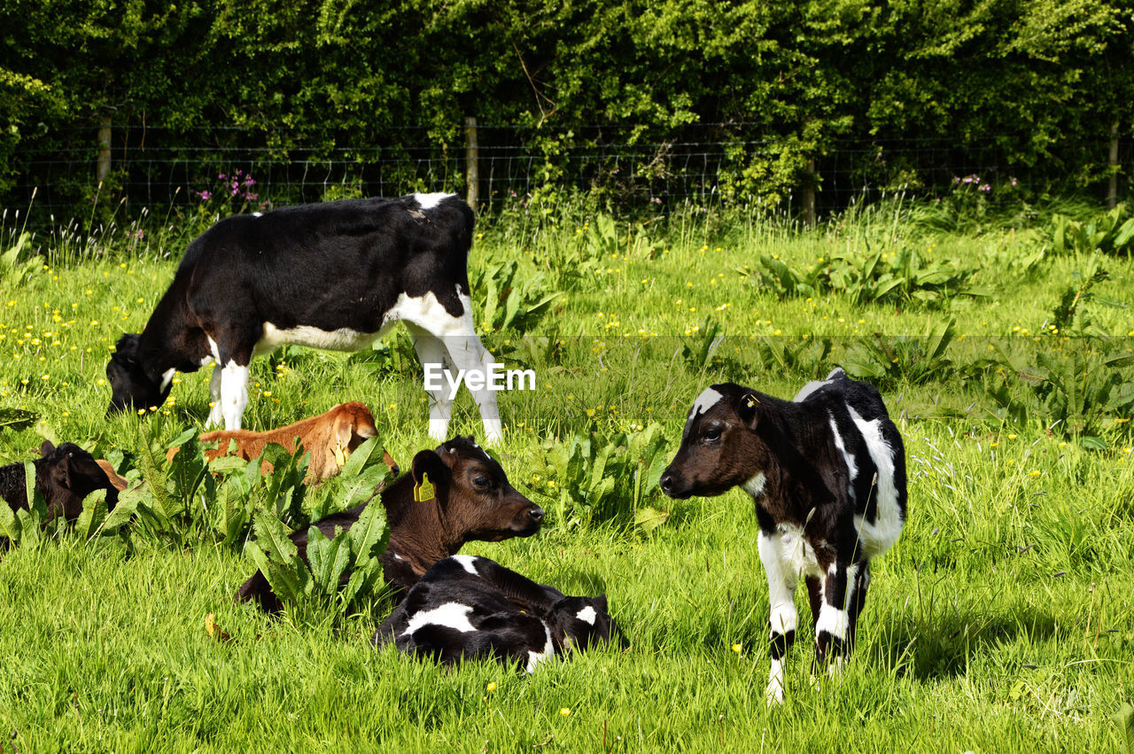 COWS IN FIELD