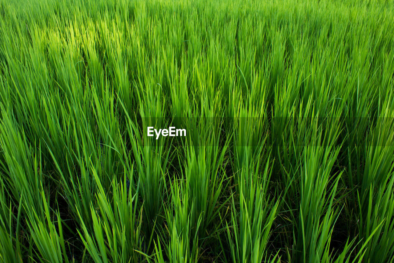 Full frame shot of grassy field