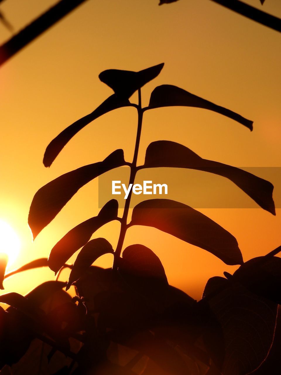 CLOSE-UP OF SILHOUETTE PLANT AGAINST ORANGE SKY