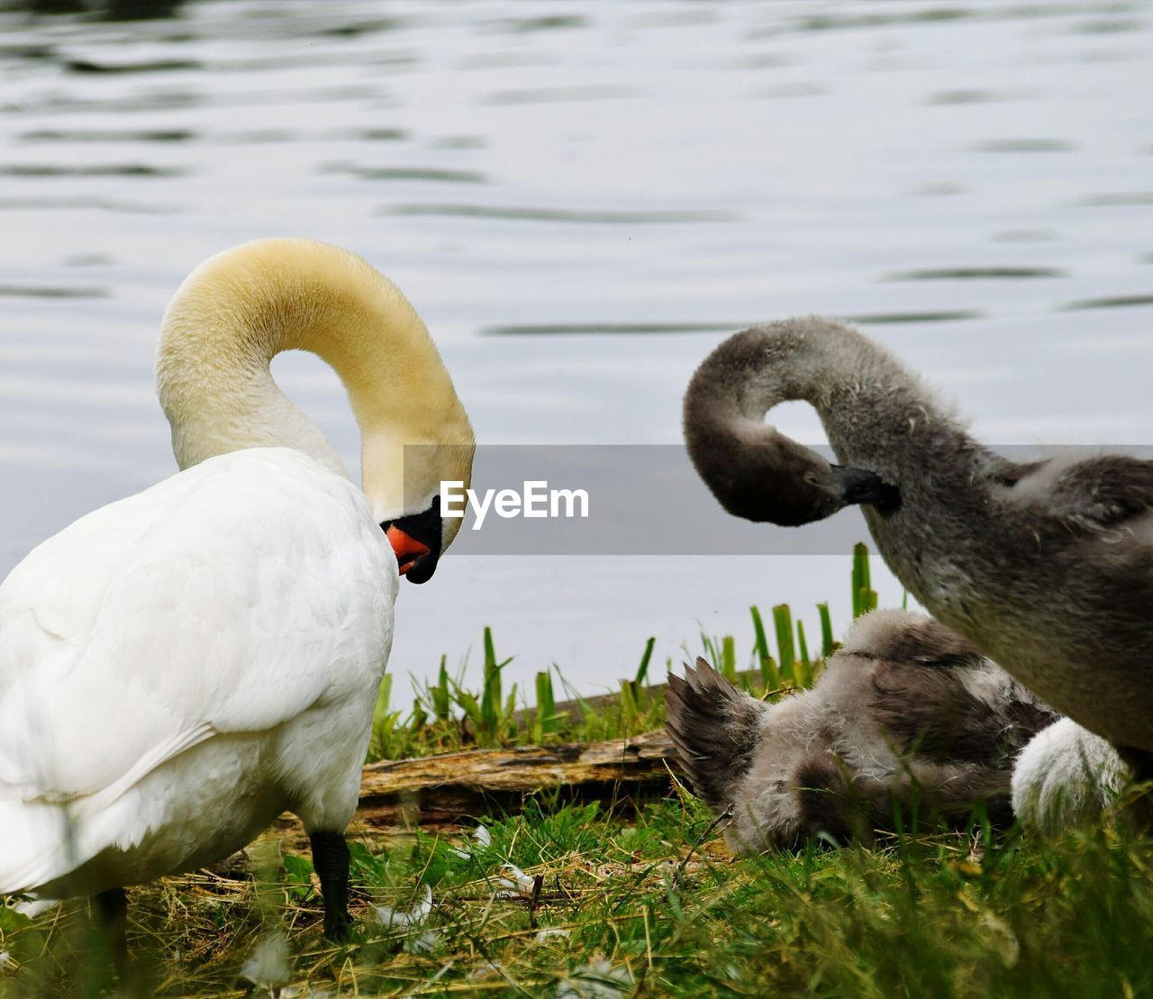 Close-up of swans at lakeshore