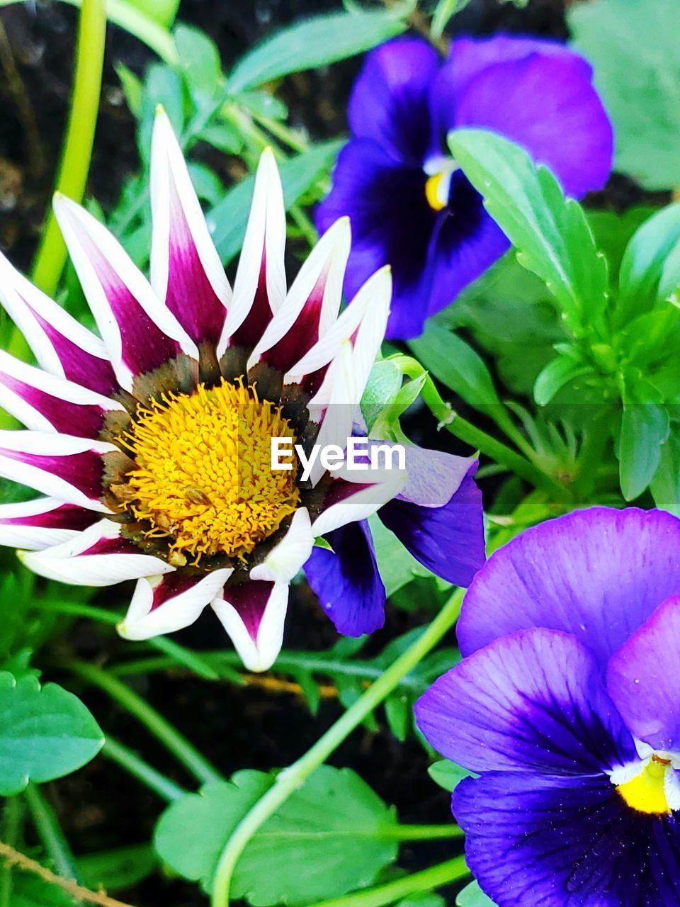 Close-up of purple flower