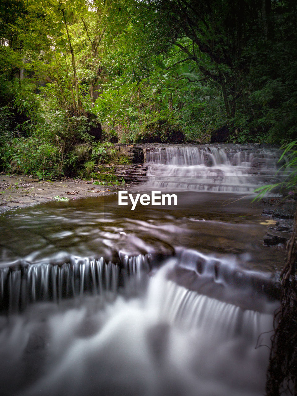 WATER FLOWING IN FOREST