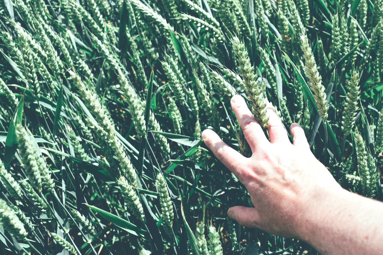 Cropped image of hand touching crops at field