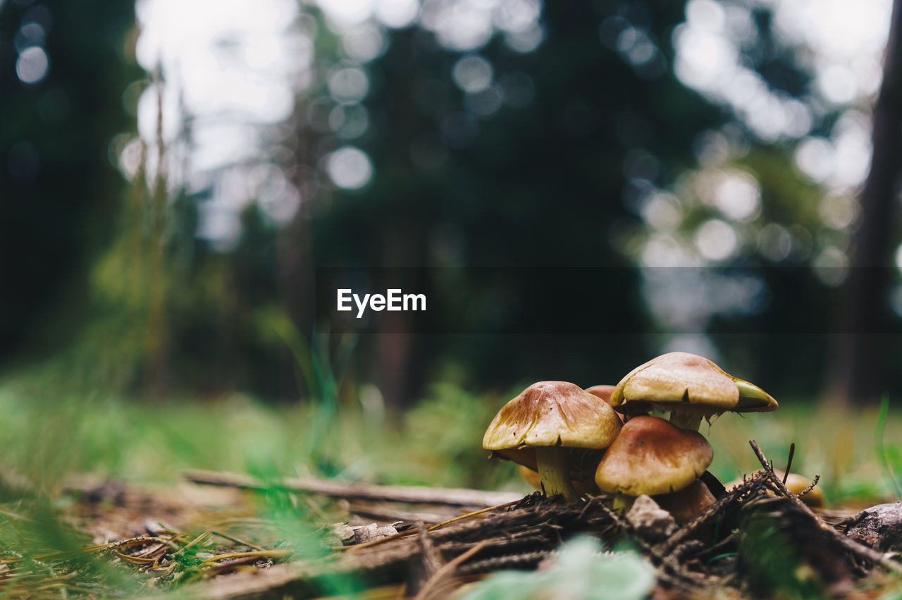 Close-up of mushroom growing on field