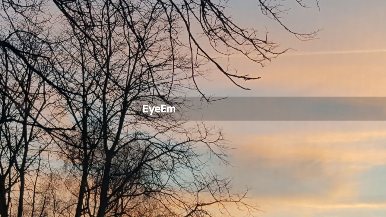 LOW ANGLE VIEW OF SILHOUETTE BARE TREES AGAINST SKY