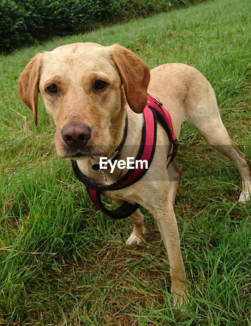 Portrait of dog on grass