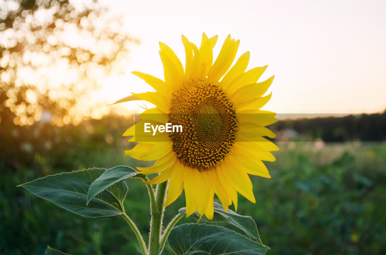 Beautiful young sunflower grow in a field at sunset. agriculture and farming. agricultural crops.