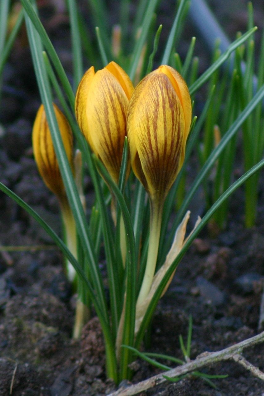 Close-up of flower blooming outdoors