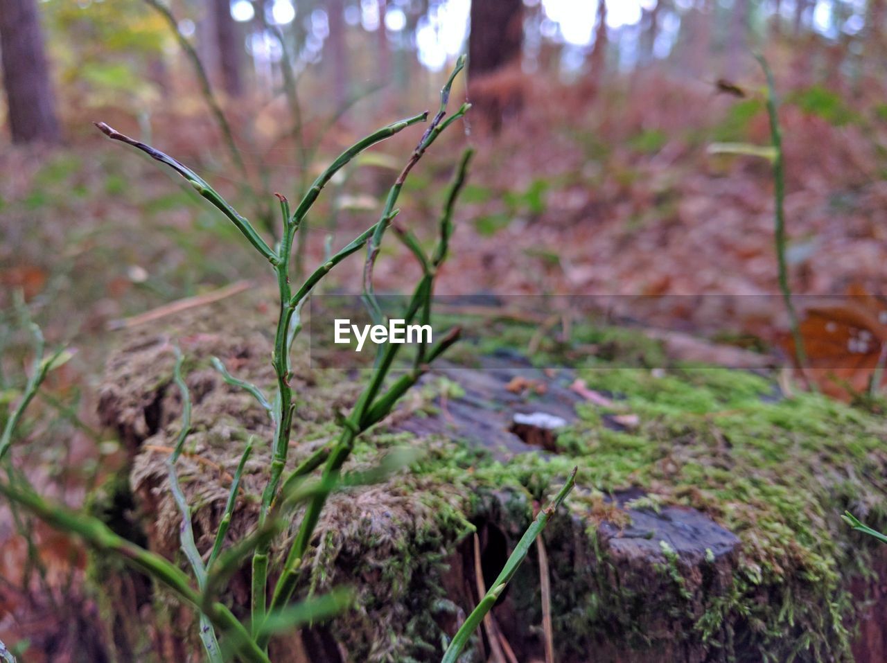 Close-up of plant growing on field