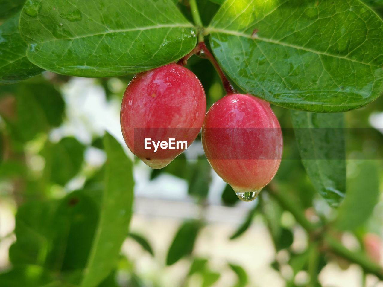 CLOSE-UP OF CHERRIES ON PLANT