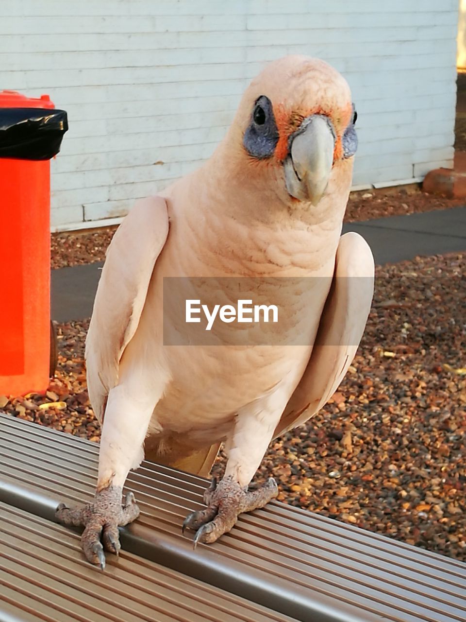 CLOSE-UP OF BIRD PERCHING ON FLOOR