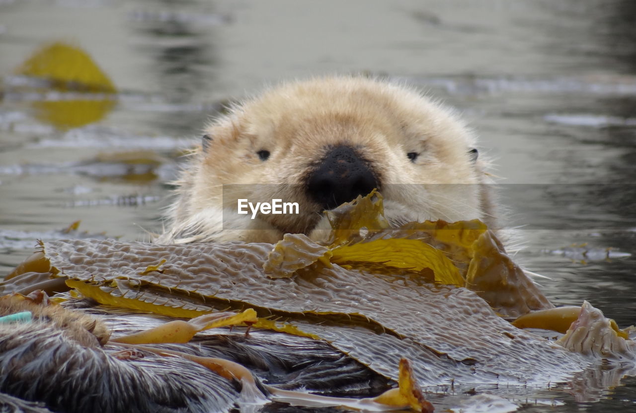 CLOSE-UP OF ANIMAL IN LAKE