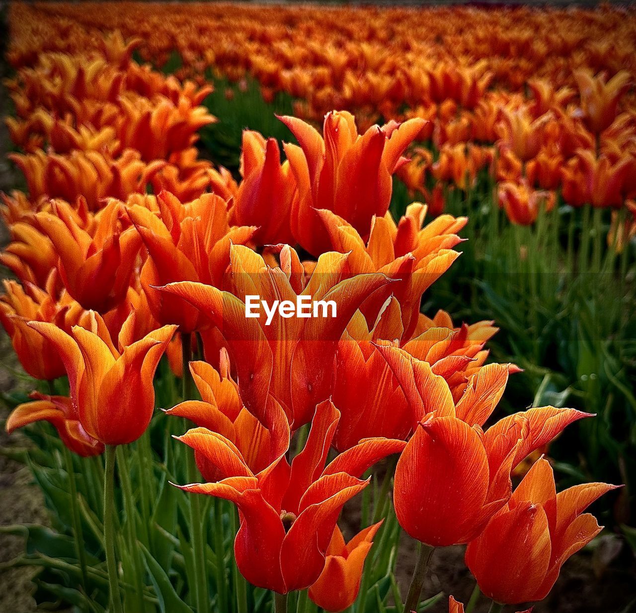 plant, flower, flowering plant, beauty in nature, freshness, growth, petal, fragility, flower head, orange color, nature, inflorescence, close-up, field, no people, land, botany, tulip, focus on foreground, day, outdoors, flowerbed, blossom, springtime, vibrant color, red