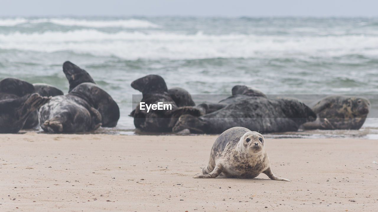 Seals on seashore at beach