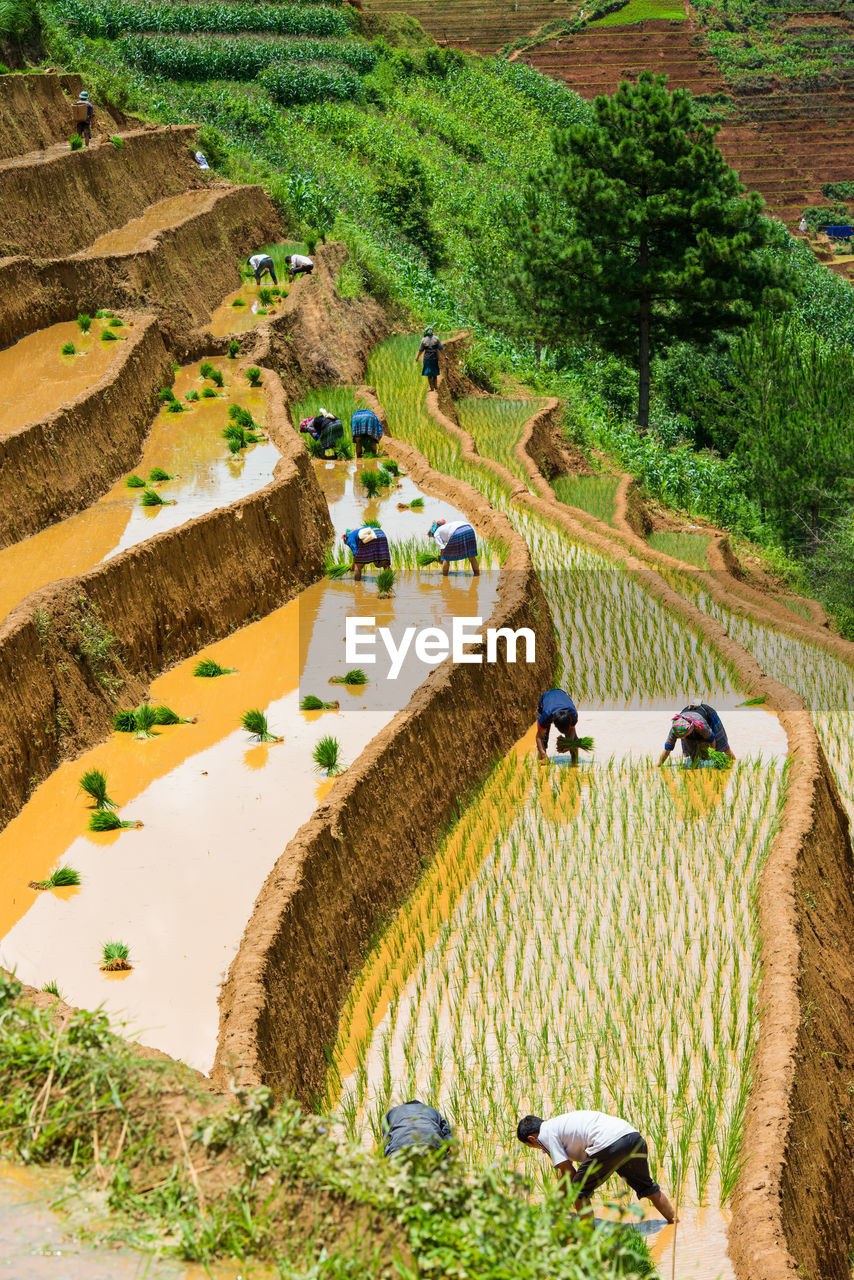 High angle view of farmers working on terraced field