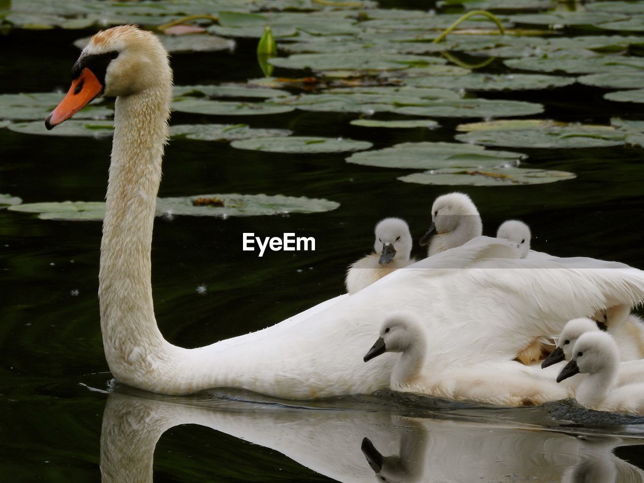 WHITE SWAN FLOATING ON WATER