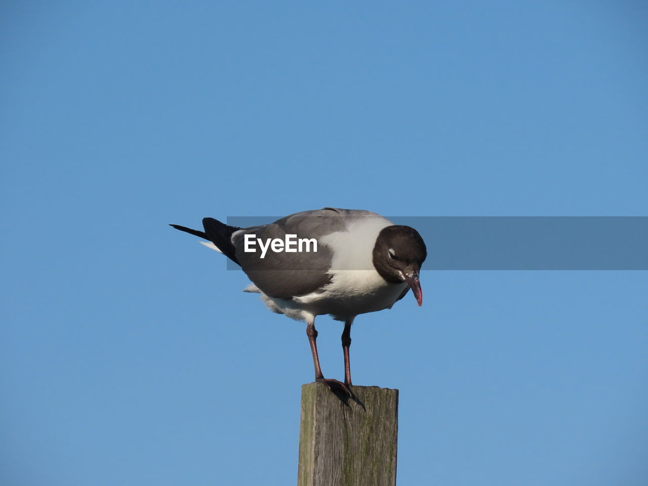 Closeup of a laughing gull