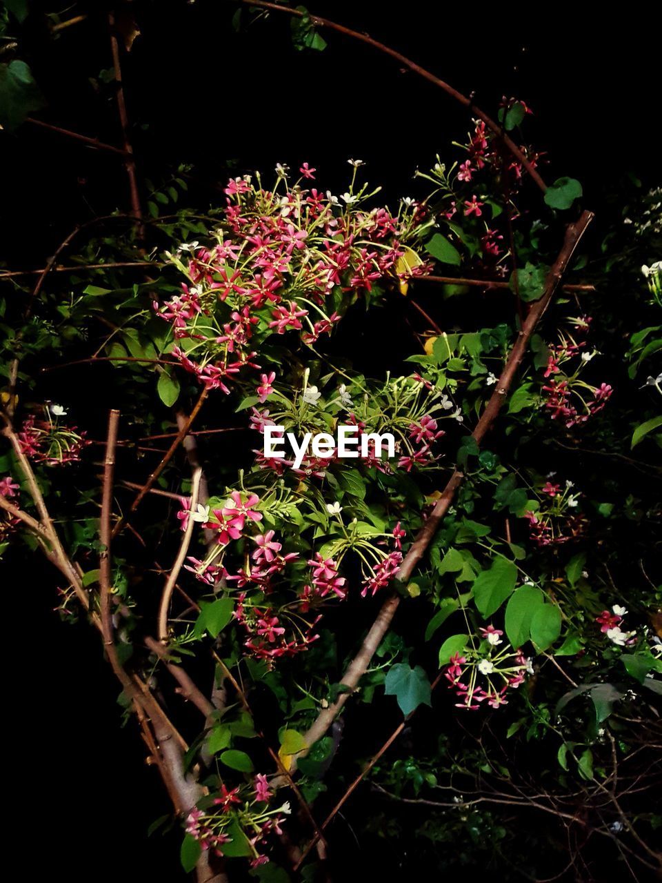 FLOWERS GROWING ON TREE