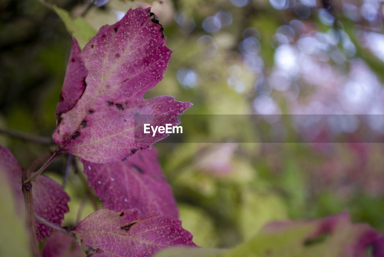 Close-up of pink flower