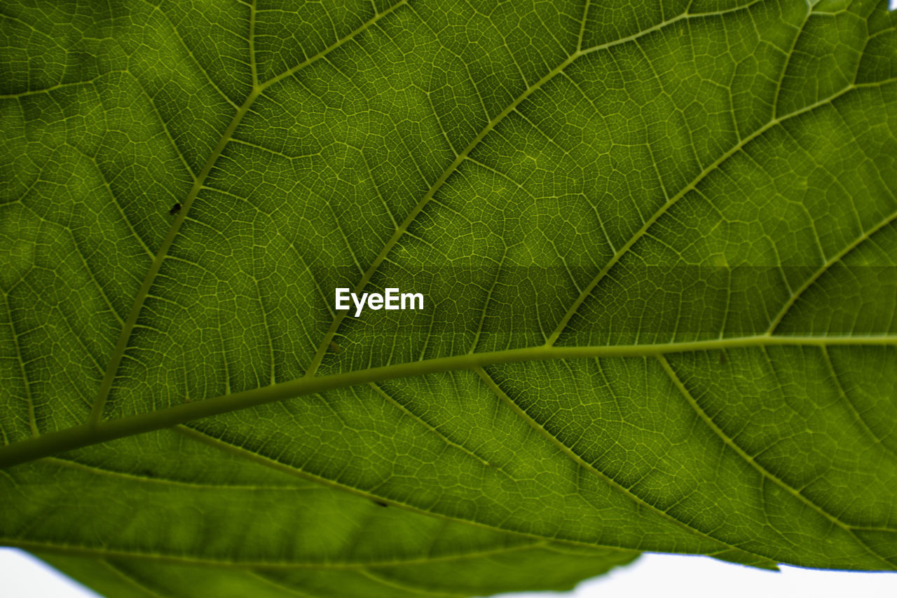 FULL FRAME SHOT OF LEAF