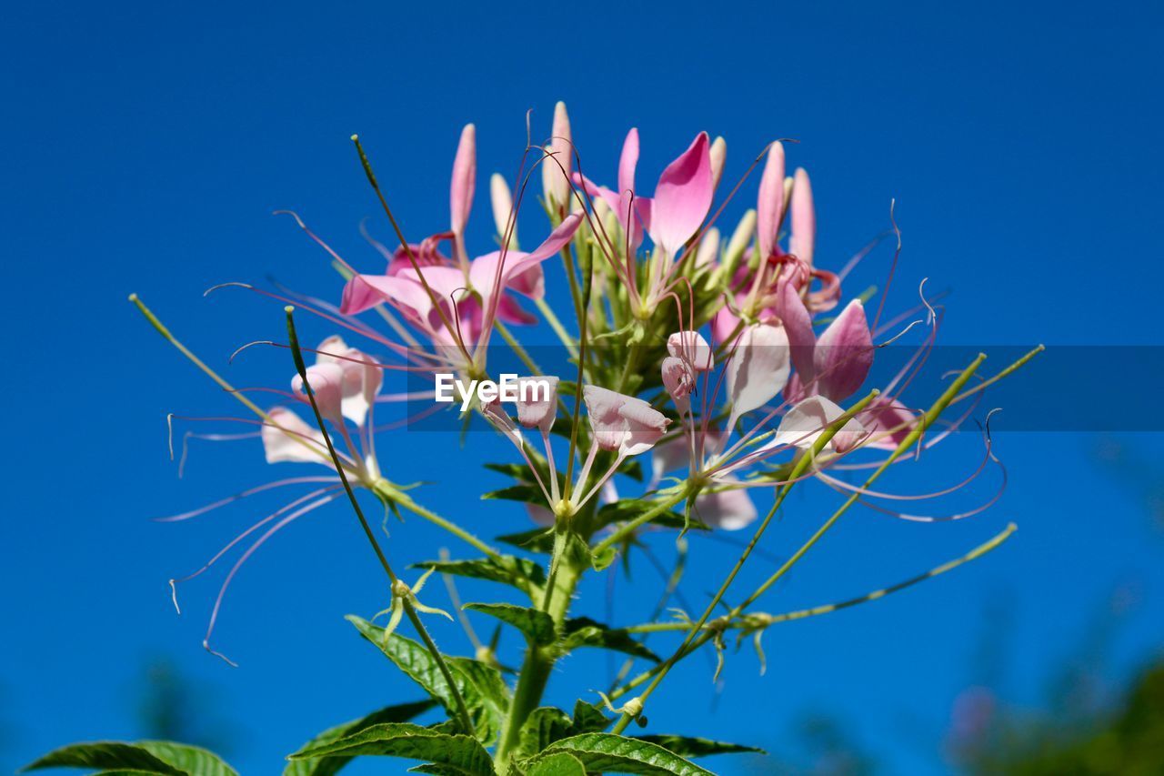 Low angle view of flowering plant against blue sky