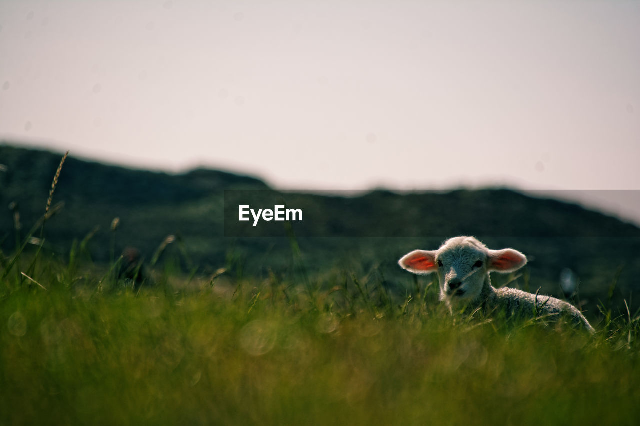 Close-up of mushrooms on field against clear sky
