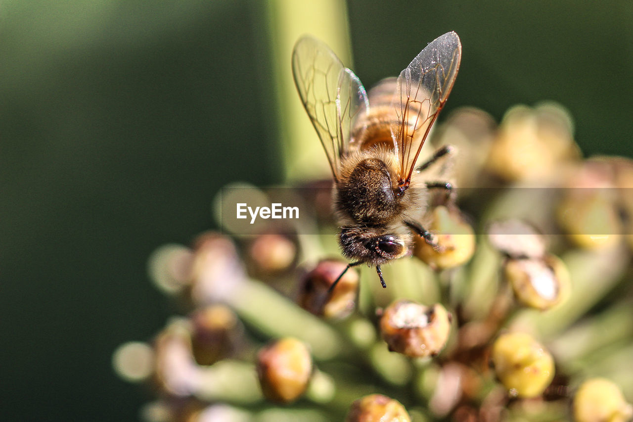 Close-up of honey bee on flower