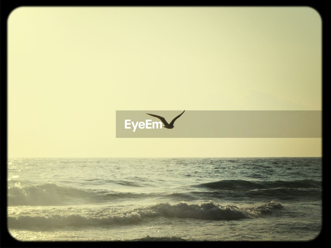 Bird flying over sea against clear sky