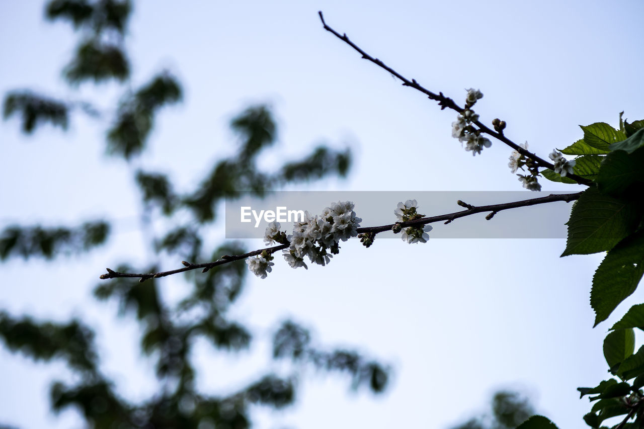 LOW ANGLE VIEW OF FLOWERS ON BRANCH