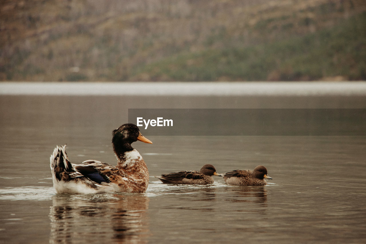 close-up of duck swimming in lake