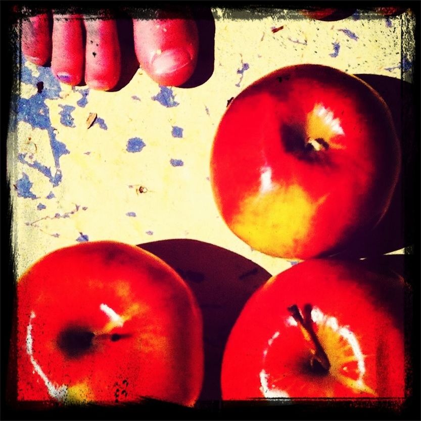 CLOSE-UP OF TOMATOES