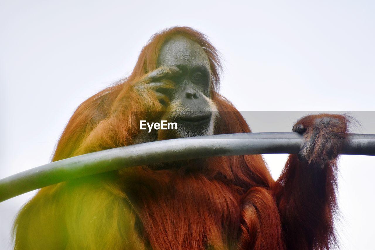 Close-up of an orangutan looking away against sky