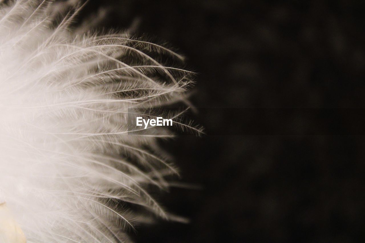 Close-up of feathers against black background