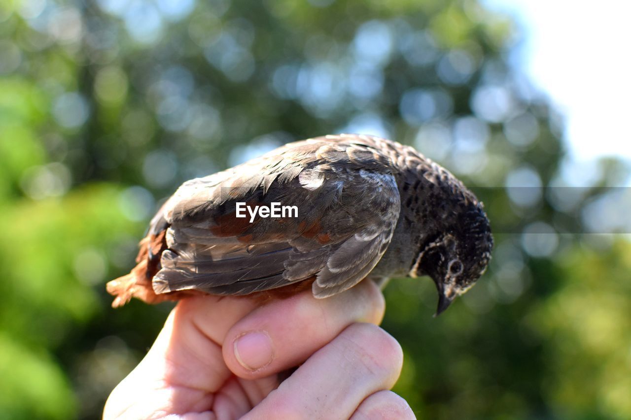 Close-up of hand holding bird