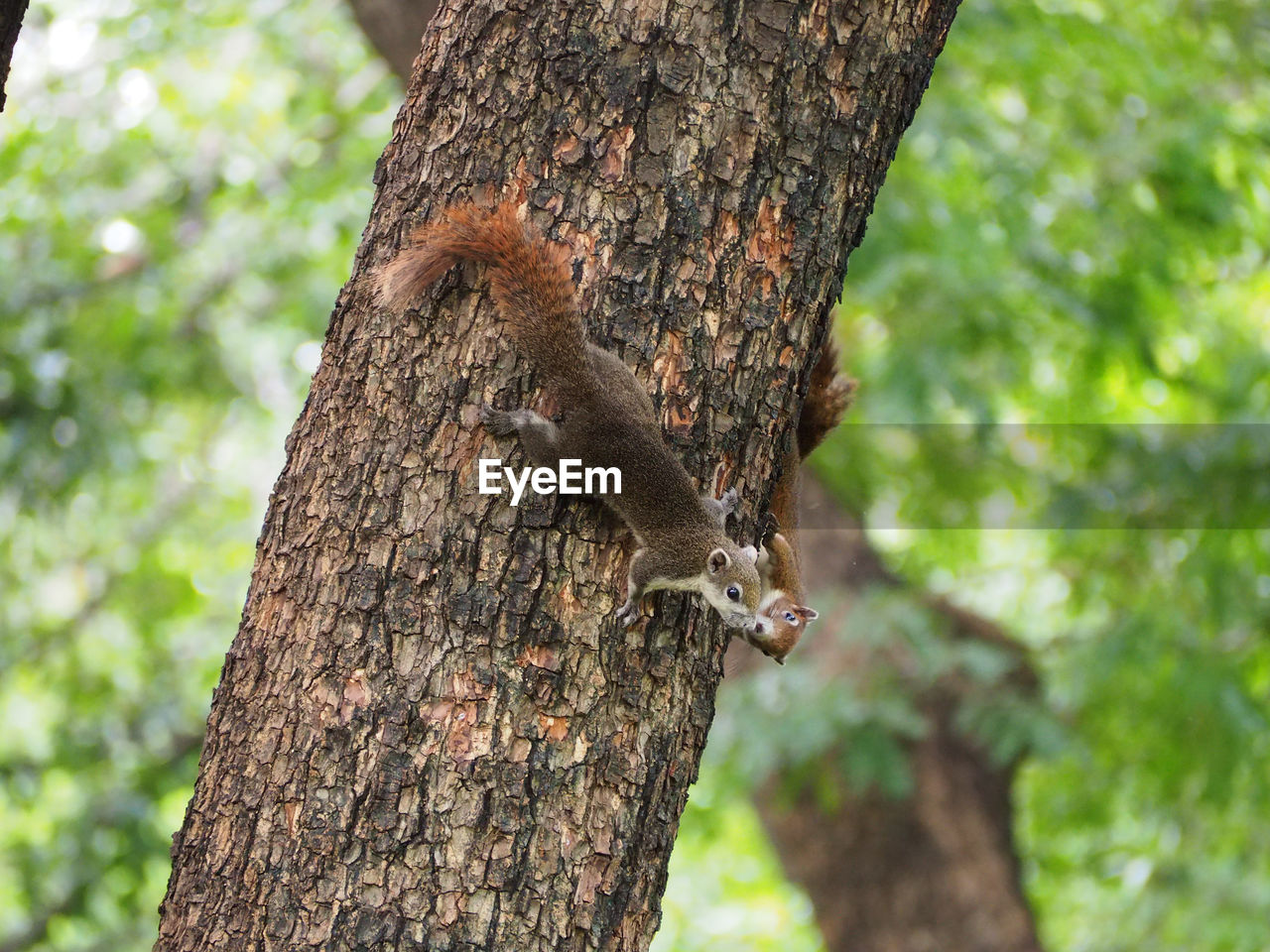 VIEW OF SQUIRREL ON TREE TRUNK