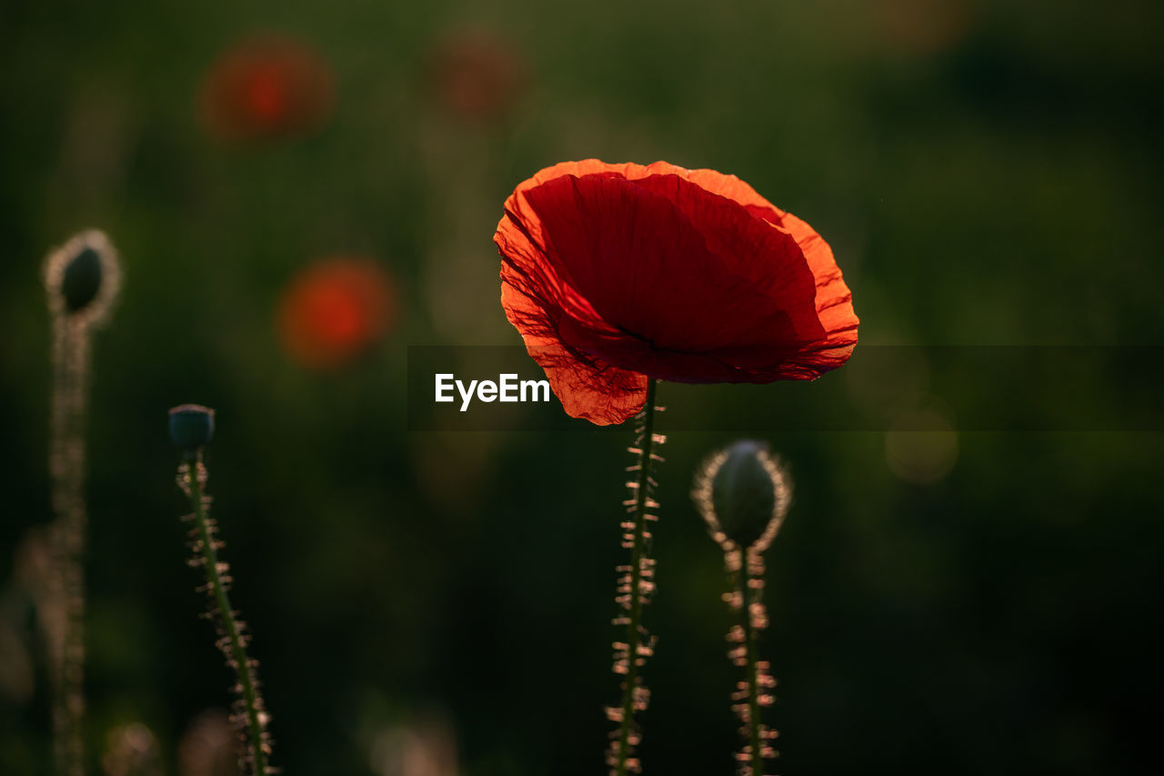 CLOSE-UP OF RED POPPY BUD