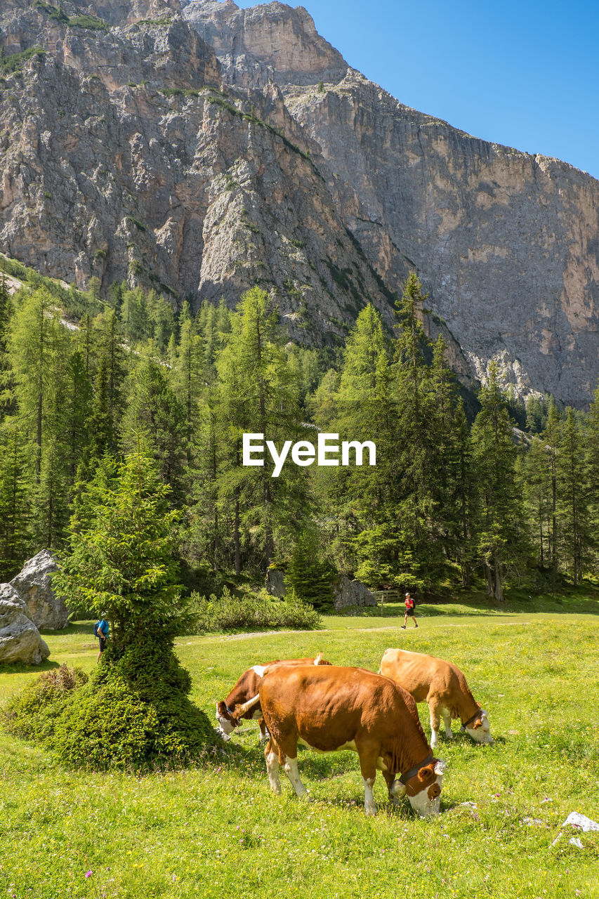 Cows grazing on a meadow in a mountain canyon in the alps