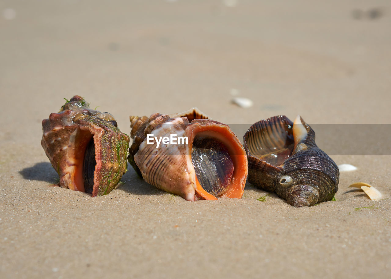 Live mollusk rapana on the sandy shore of the black sea, ukraine, kherson region