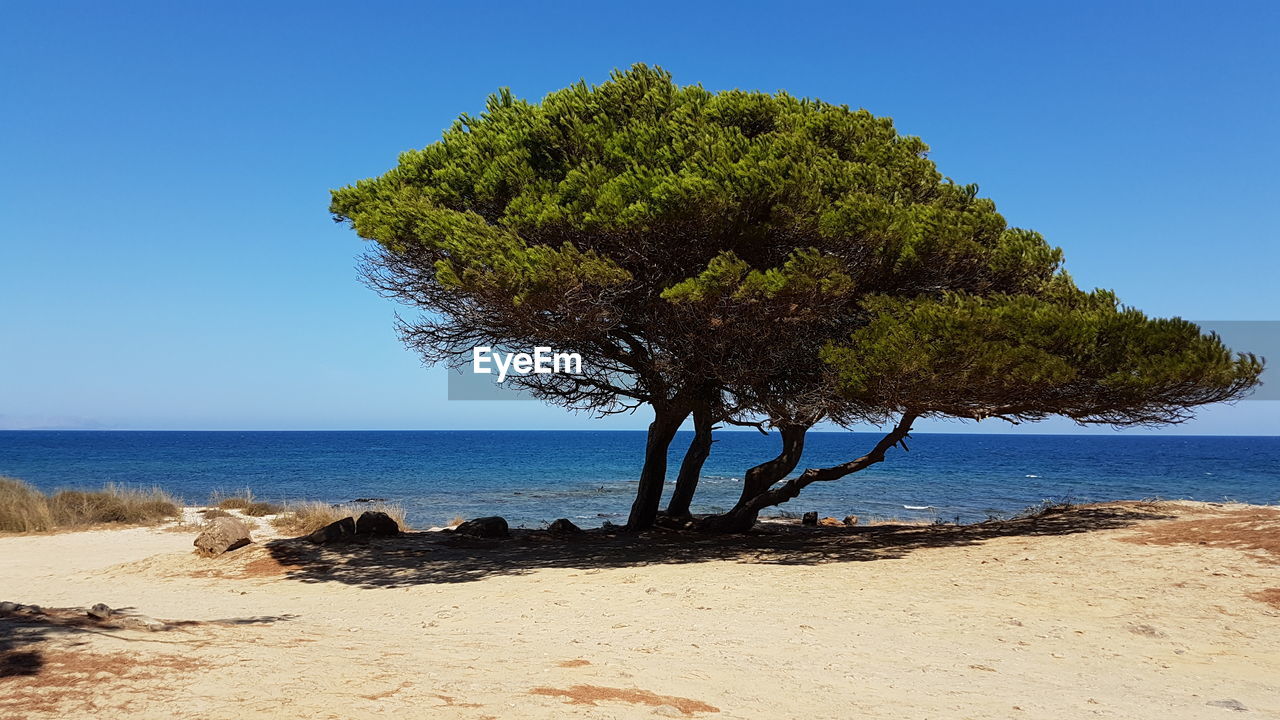 Tree on beach against clear blue sky
