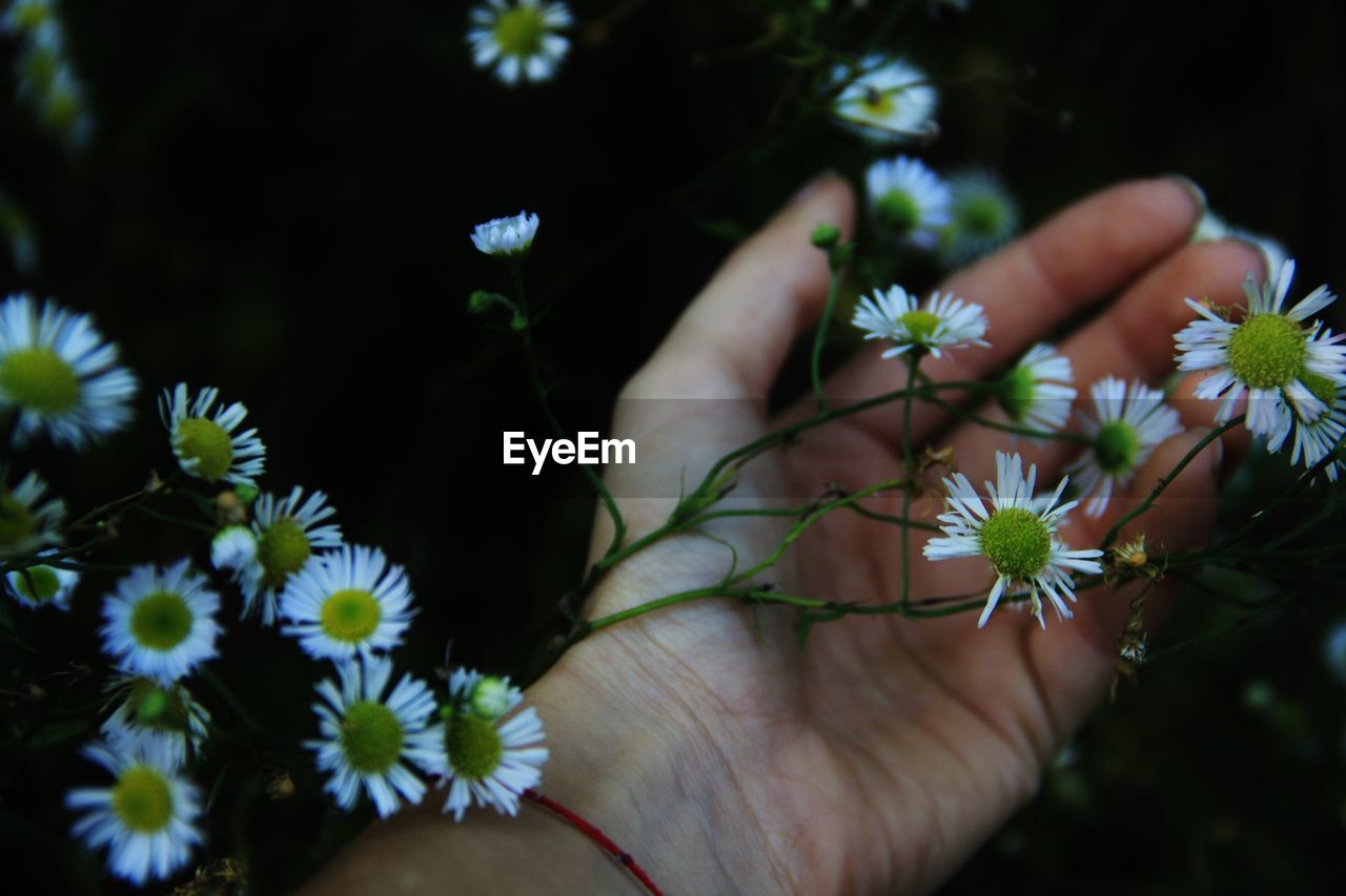 CLOSE-UP OF HAND HOLDING WHITE FLOWER