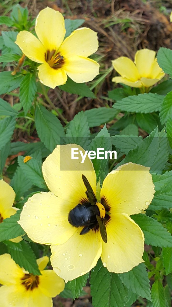 CLOSE-UP OF YELLOW FLOWER