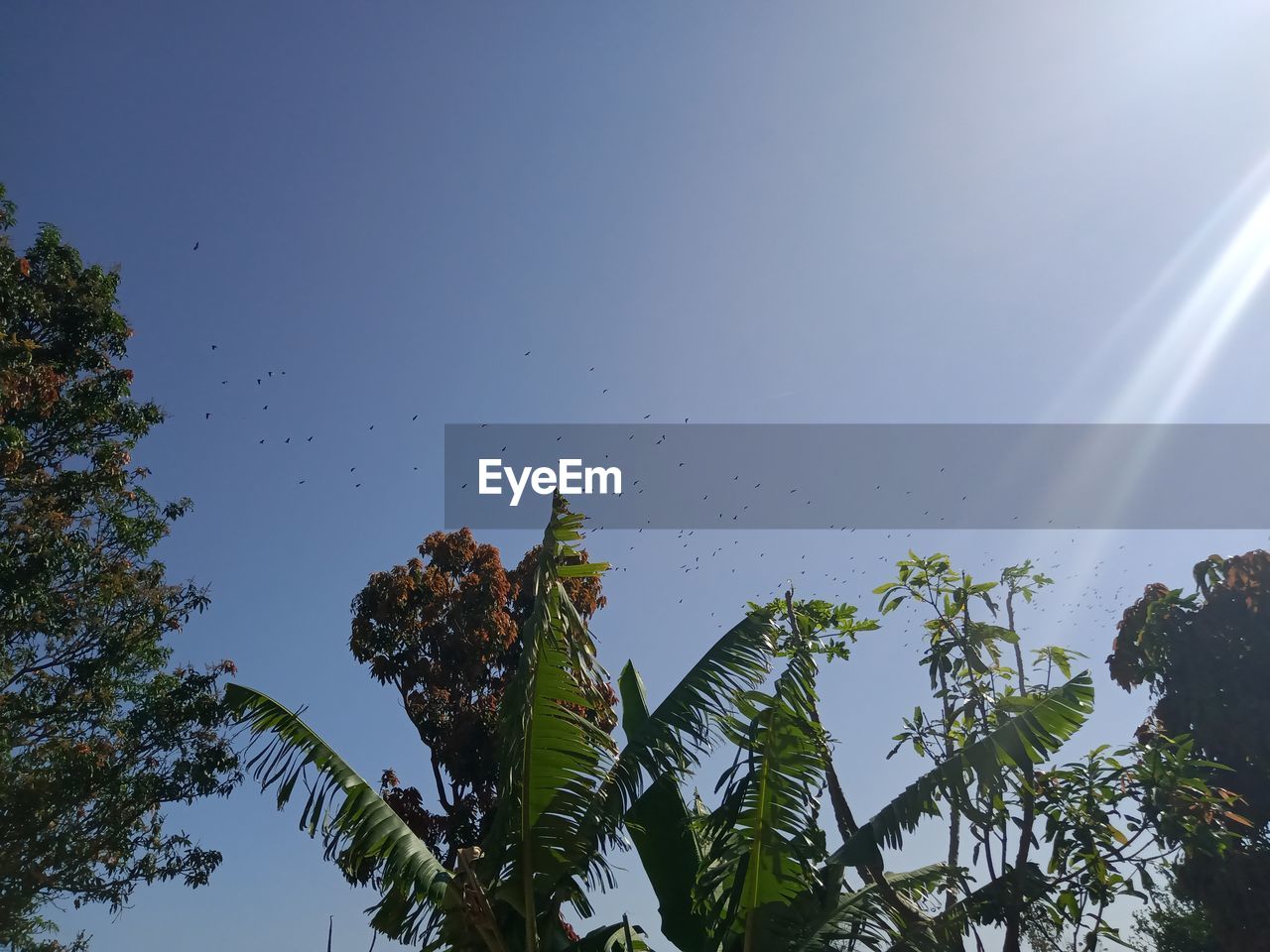 LOW ANGLE VIEW OF TREES AGAINST SKY