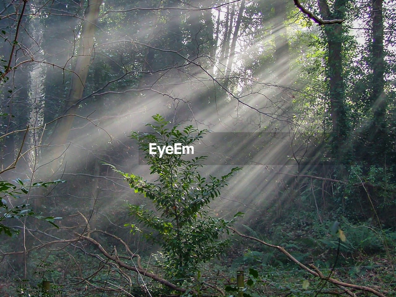 Sunbeam through trees in forest