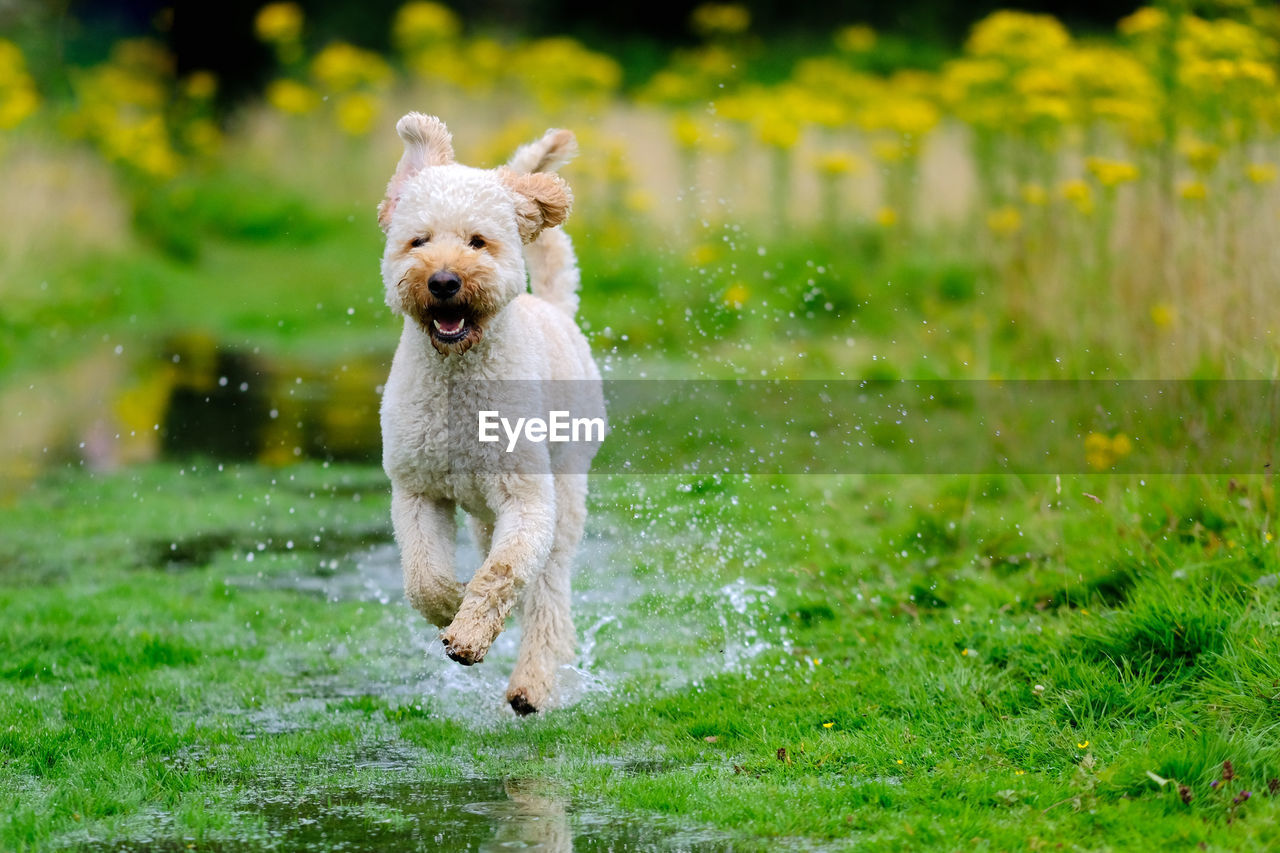 Labradoodle running on wet grassy field