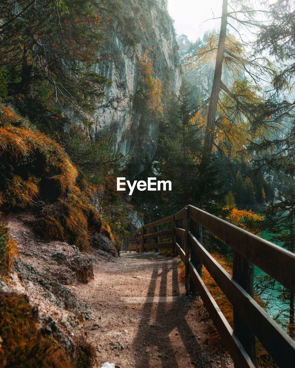 Footbridge amidst trees in forest during autumn