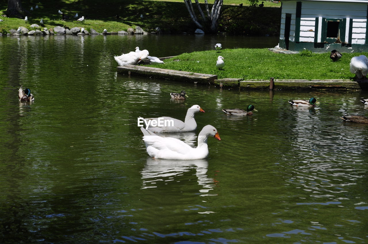 Birds swimming in lake