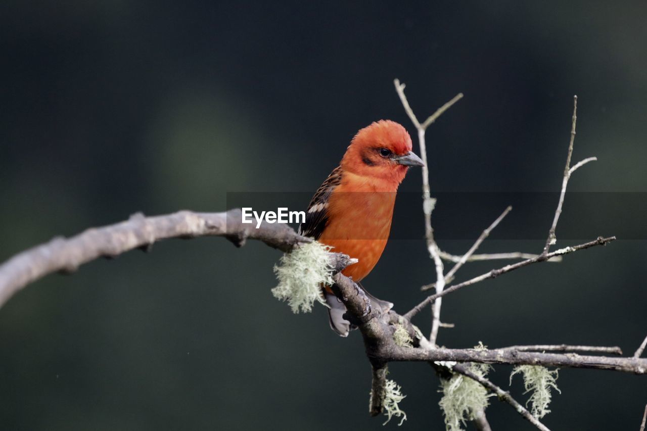 CLOSE-UP OF BIRD PERCHING ON TWIGS