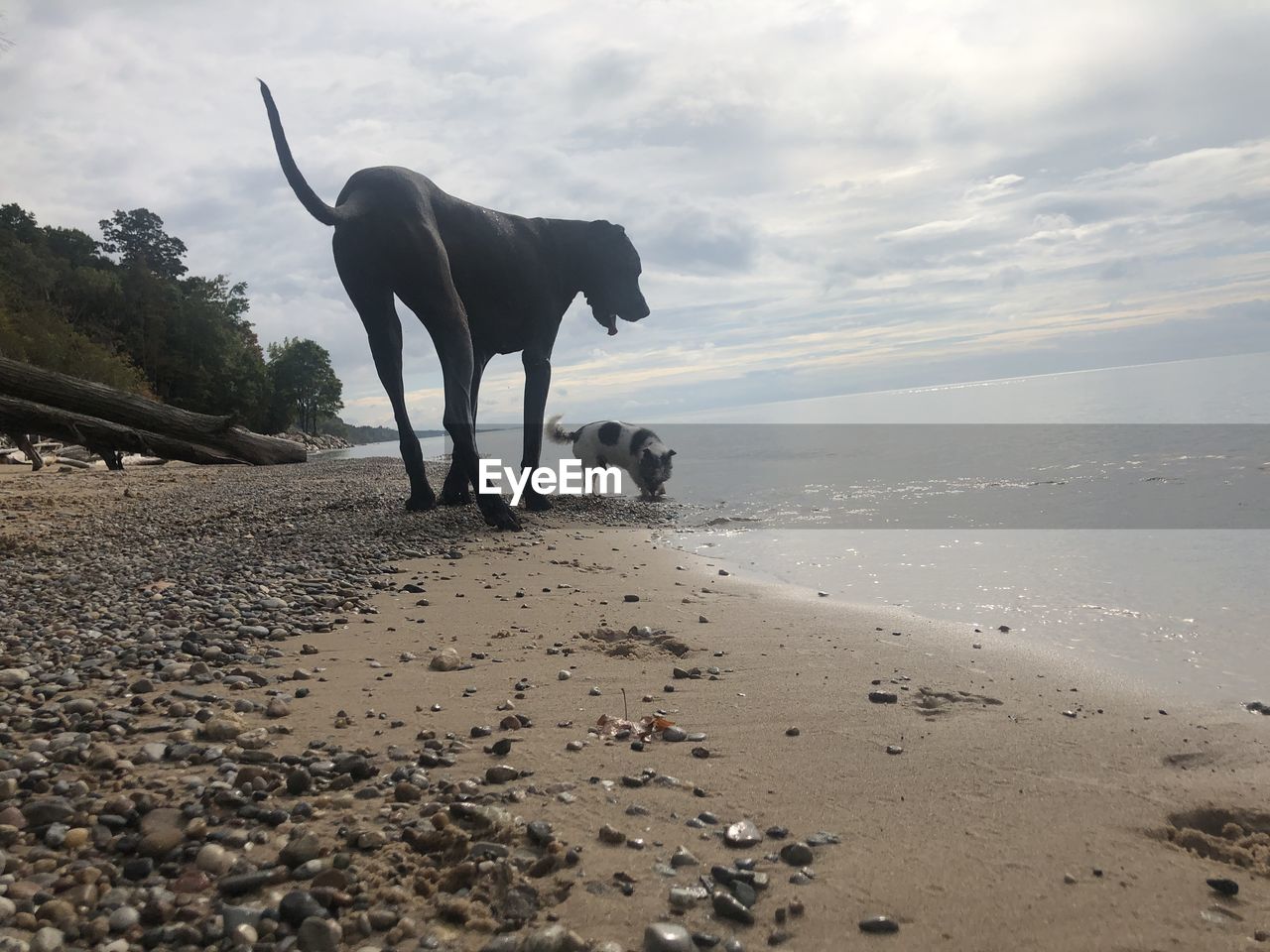 animal, animal themes, mammal, land, beach, one animal, sky, animal wildlife, sea, nature, water, domestic animals, cloud, sand, dog, coast, environment, no people, wildlife, full length, pet, landscape, day, outdoors, beauty in nature, standing, shore, canine