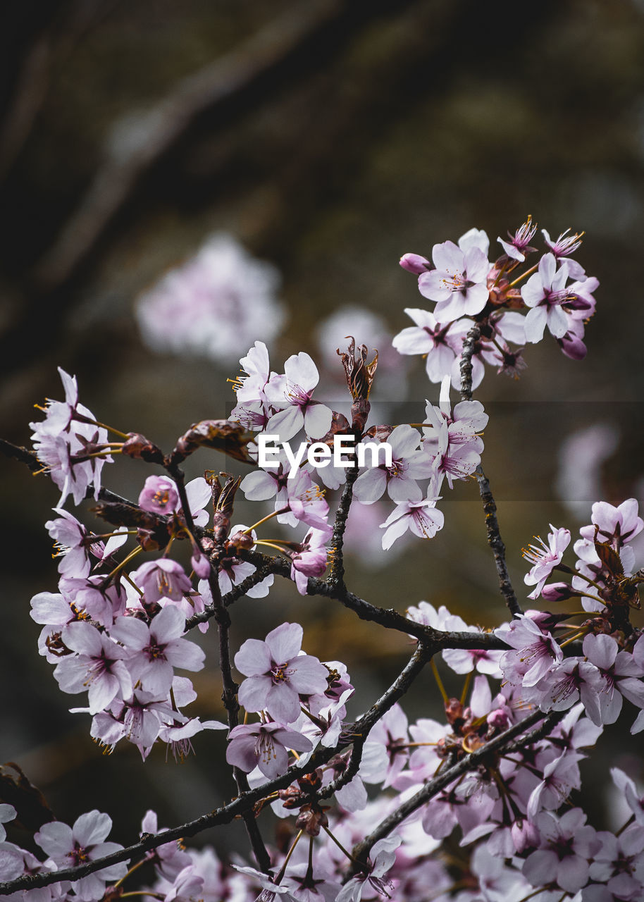 CLOSE-UP OF PINK CHERRY BLOSSOMS